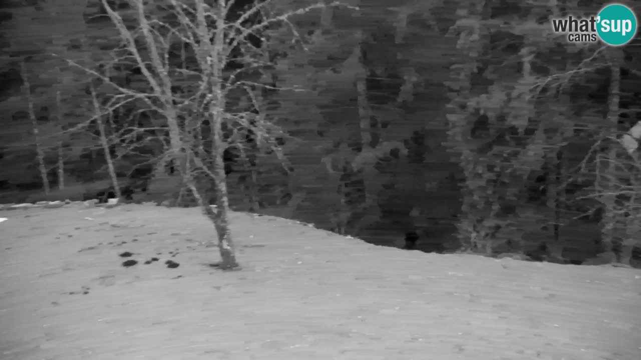 Spletna kamera Lukanja – Water Village | Pohorje Houses