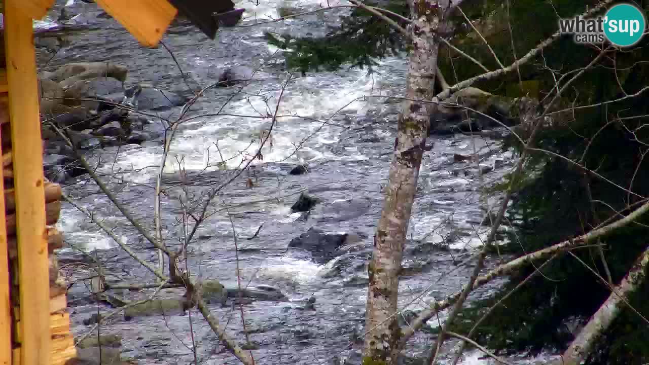 Spletna kamera Lukanja – Water Village | Pohorje Houses