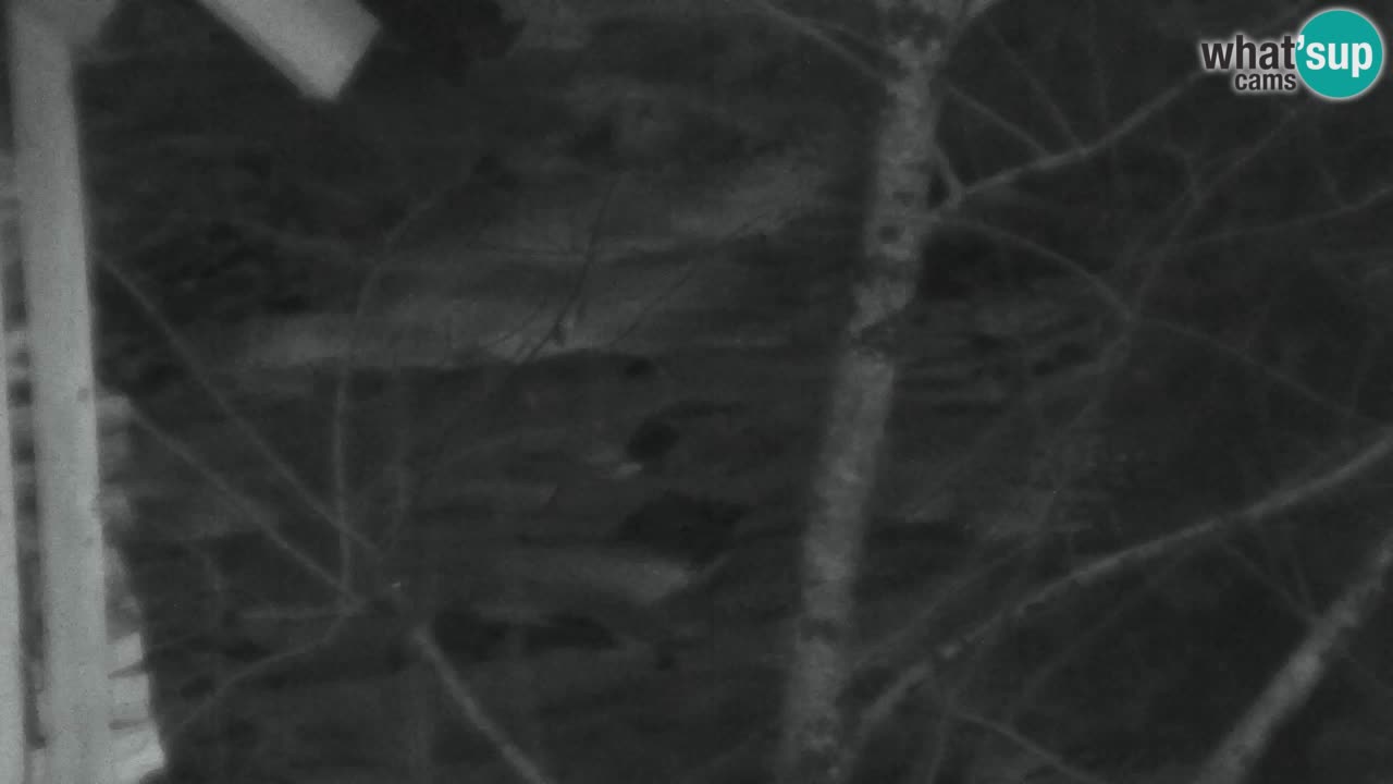 Web kamera Lukanja – Water Village | Pohorje Houses