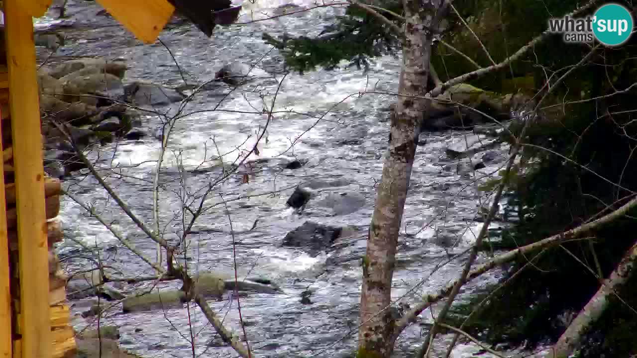 Webcam Lukanja – Water Village | Pohorje Houses