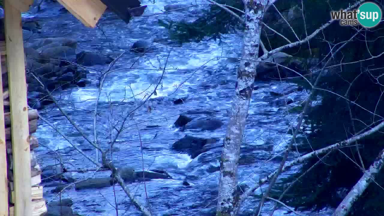 Spletna kamera Lukanja – Water Village | Pohorje Houses