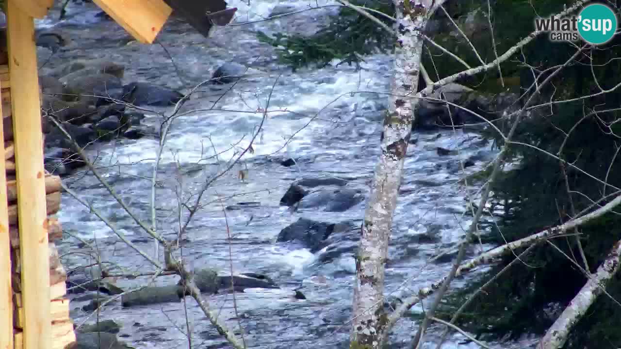 Webcam Lukanja – Pohorje houses a Water village