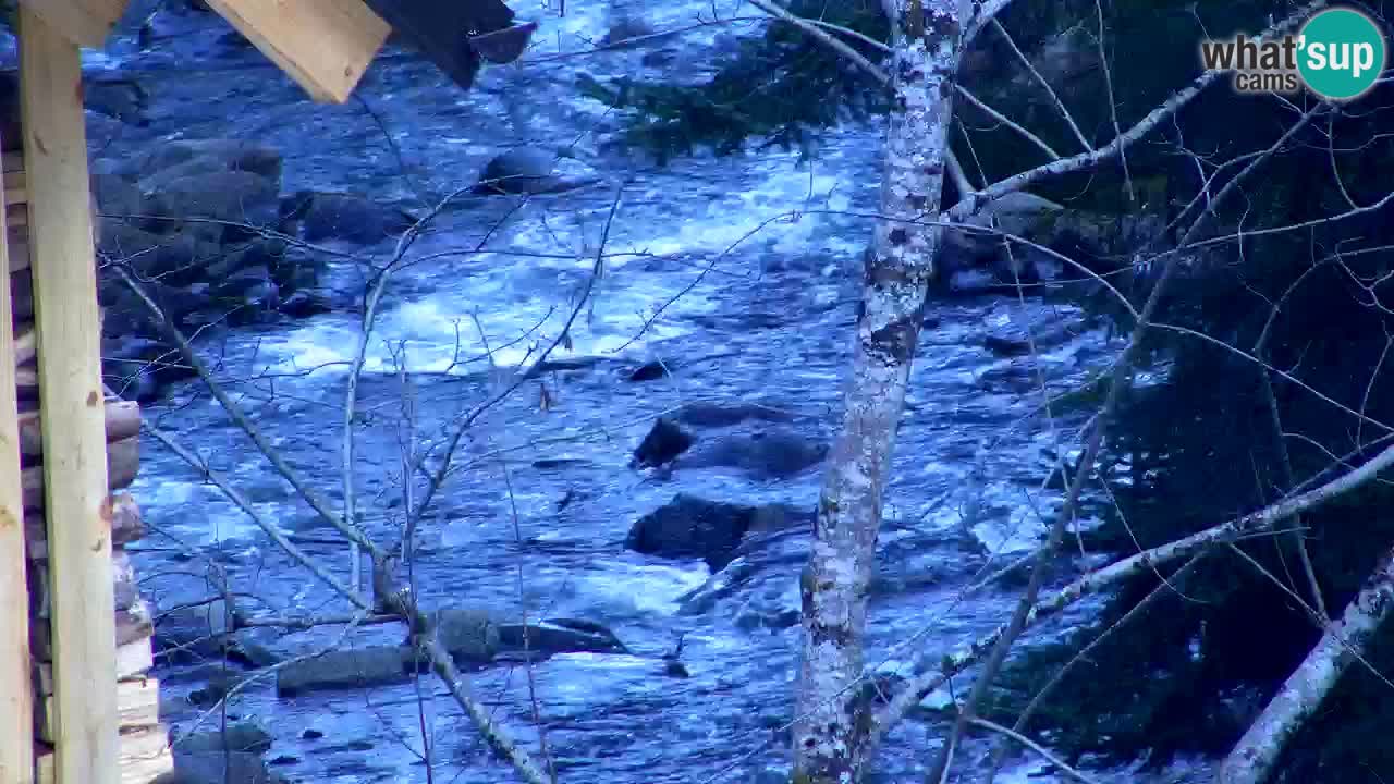 Webcam Lukanja – Pohorje houses a Water village