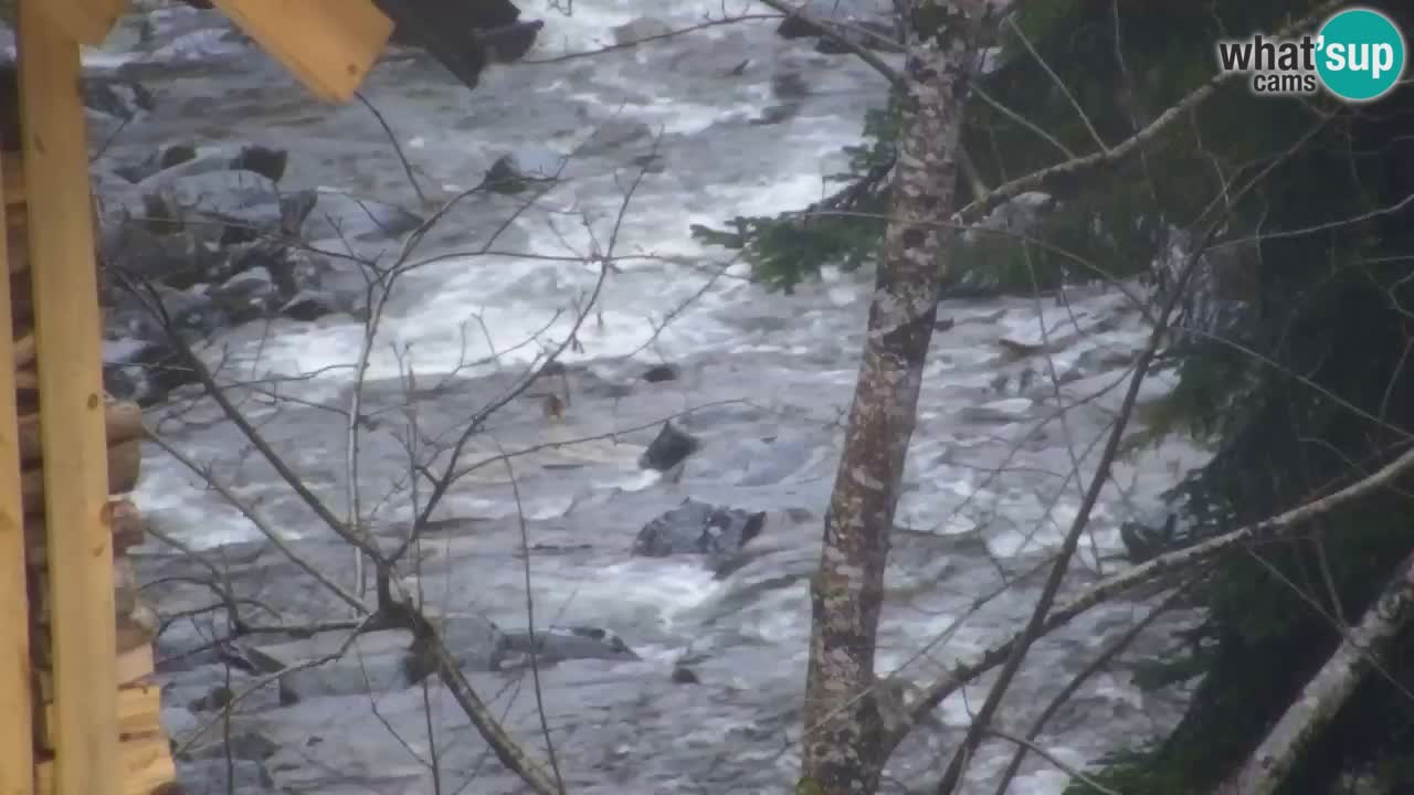 Web kamera Lukanja – Water Village | Pohorje Houses