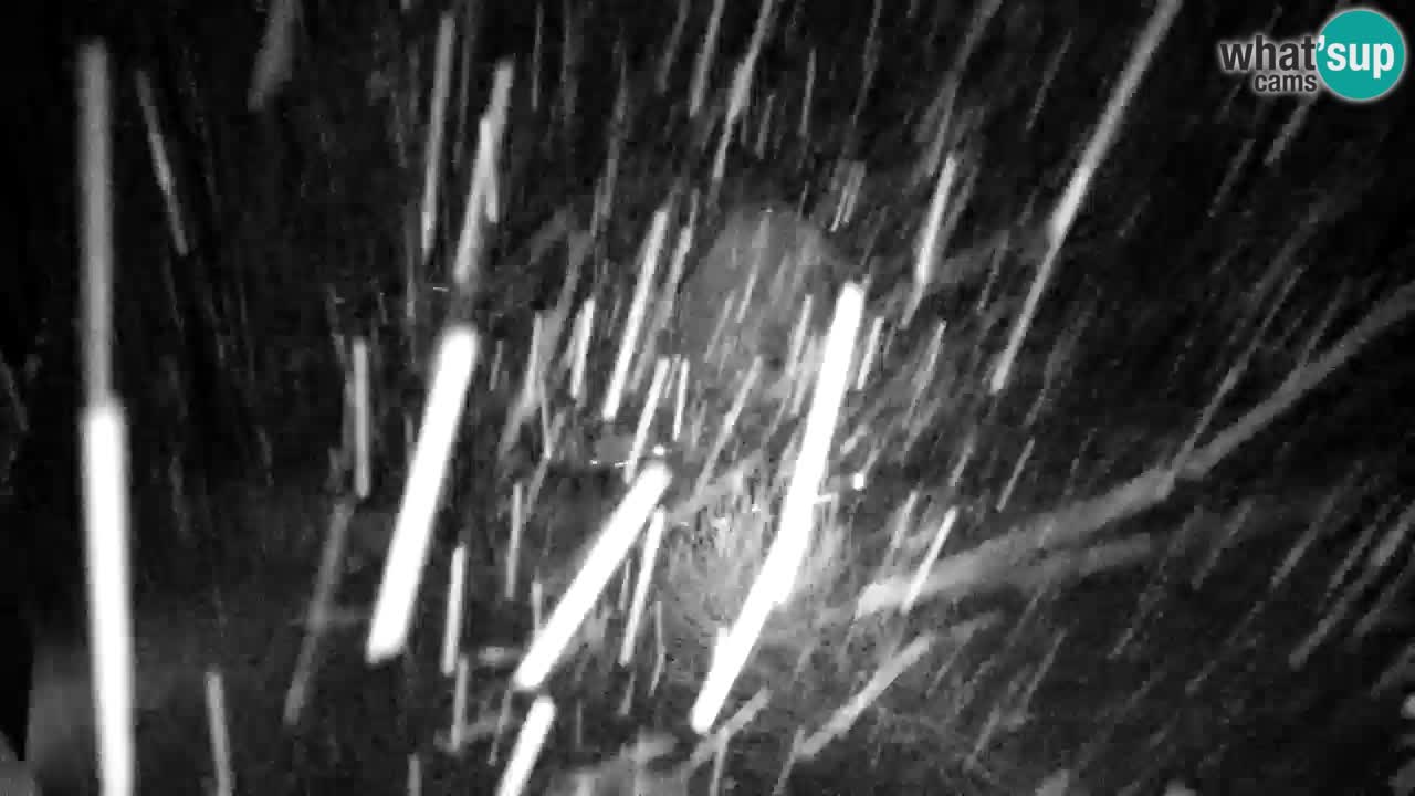 Webcam Lukanja – Pohorje houses a Water village