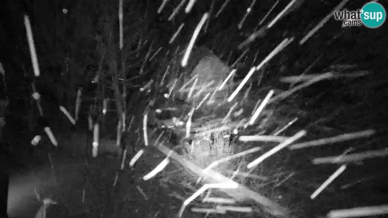 Webcam Lukanja – Water Village | Pohorje Houses