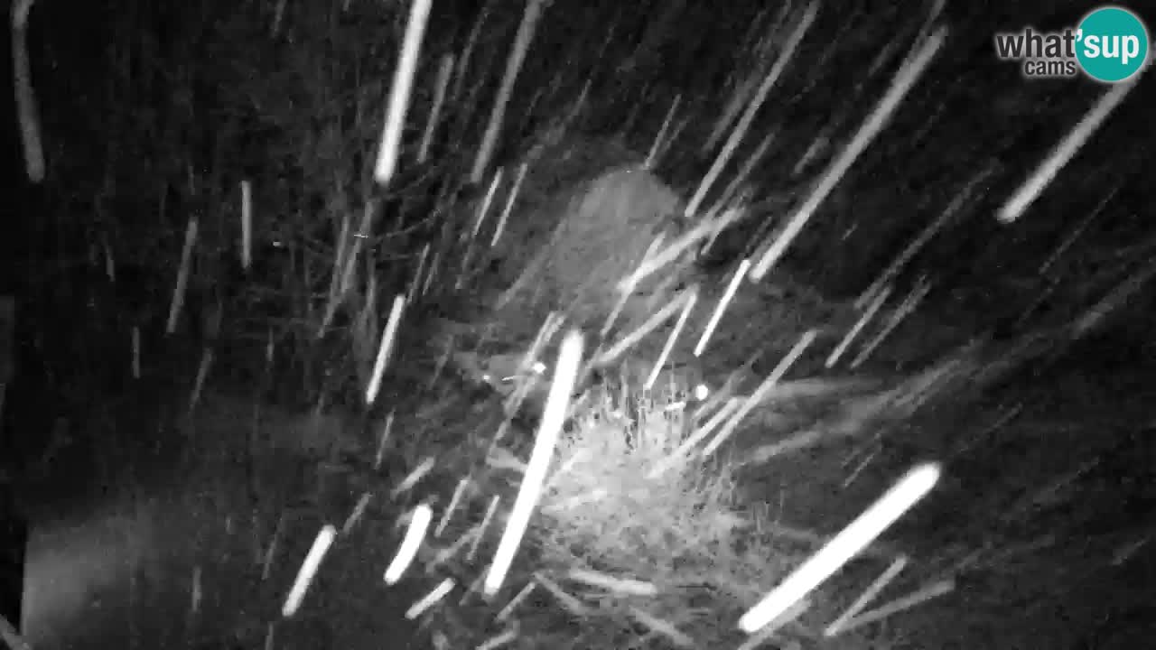 Web kamera Lukanja – Water Village | Pohorje Houses