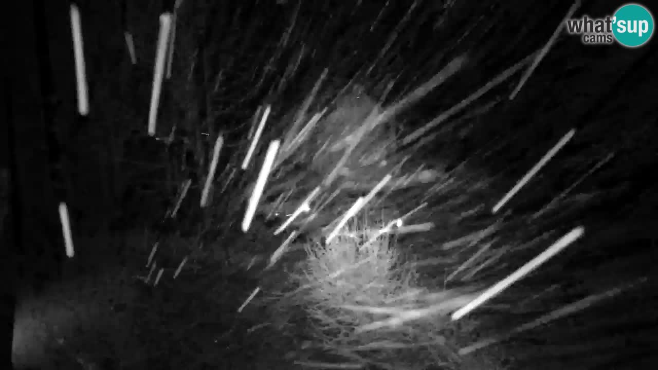 Webcam Lukanja – Water Village | Pohorje Houses