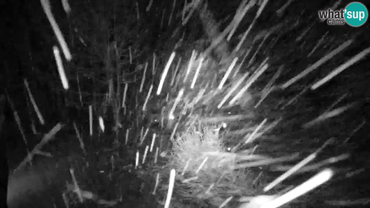 Webcam Lukanja – Pohorje houses a Water village