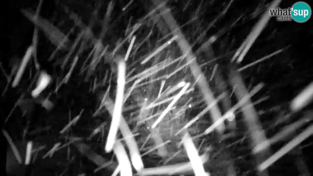 Webcam Lukanja – Pohorje houses a Water village