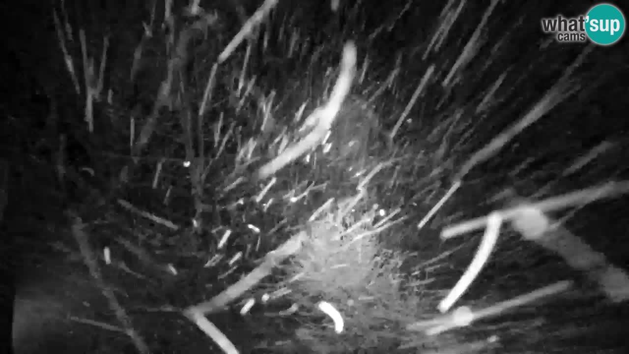 Webcam Lukanja – Pohorje houses a Water village