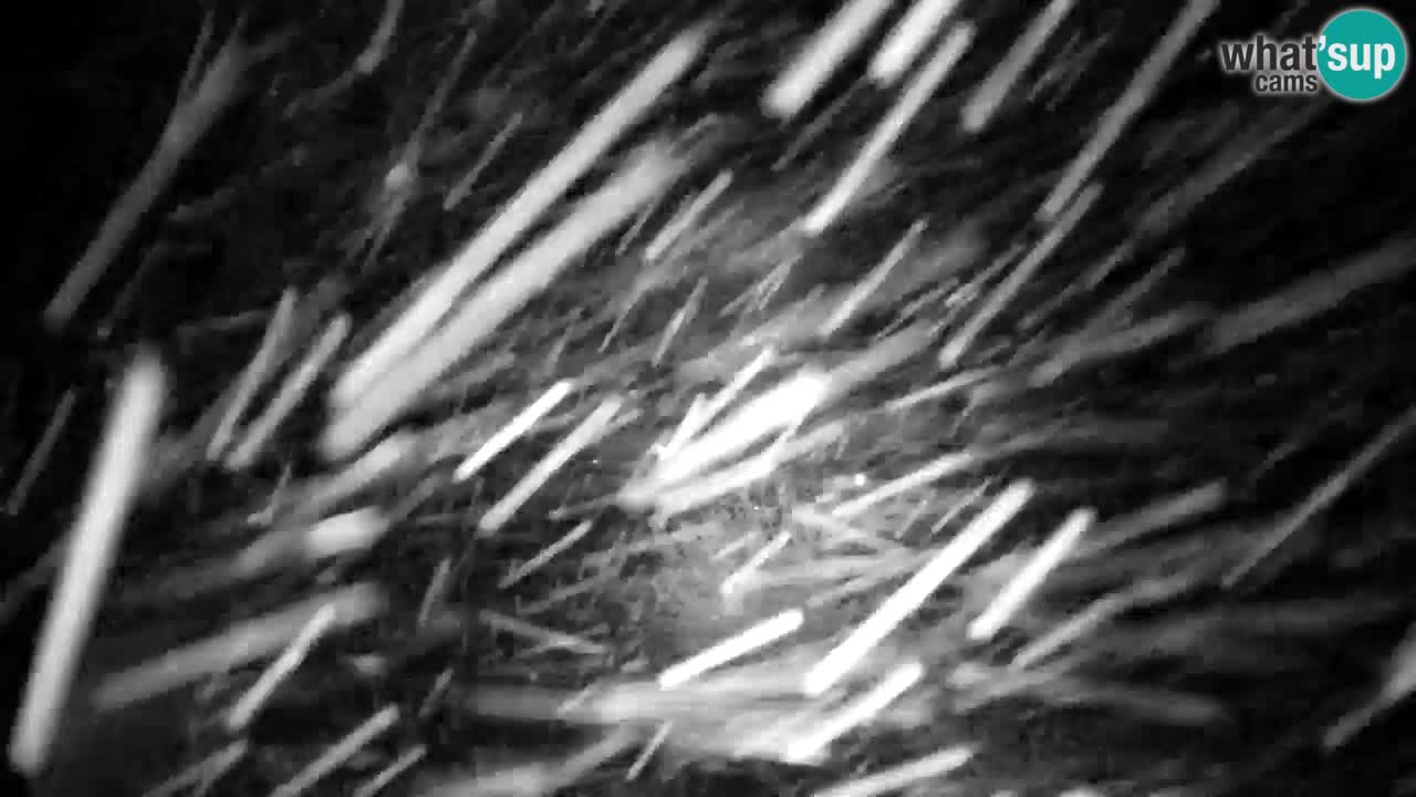 Webcam Lukanja – Pohorje houses a Water village