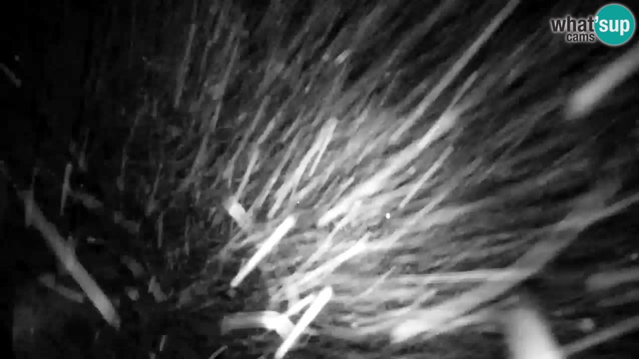 Webcam Lukanja – Water Village | Pohorje Houses