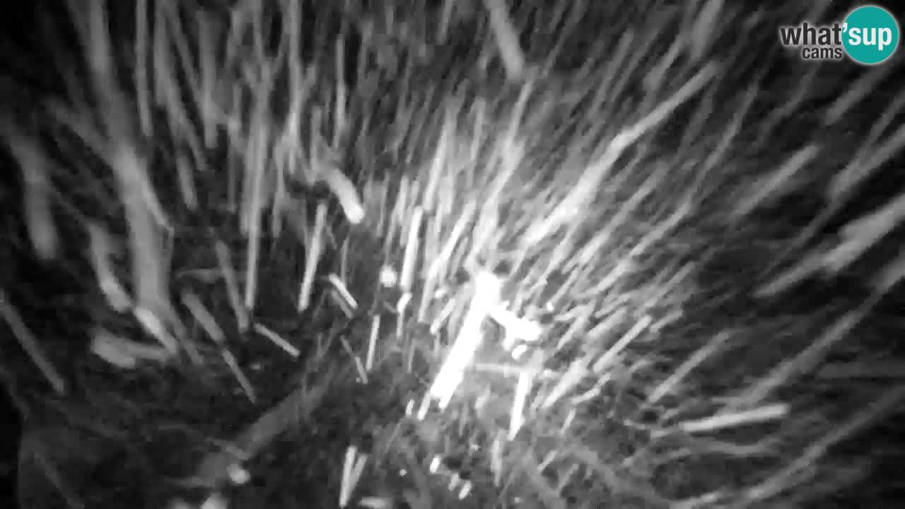 Webcam Lukanja – Water Village | Pohorje Houses