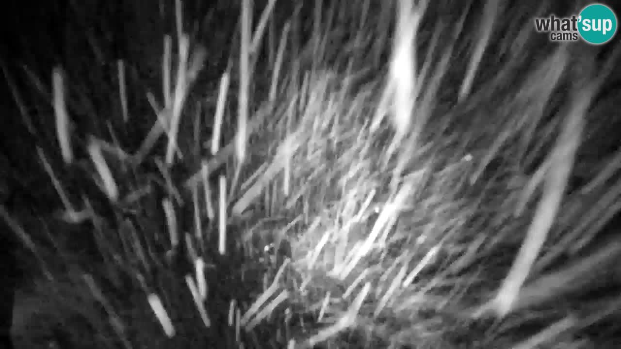 Webcam Lukanja – Water Village | Pohorje Houses