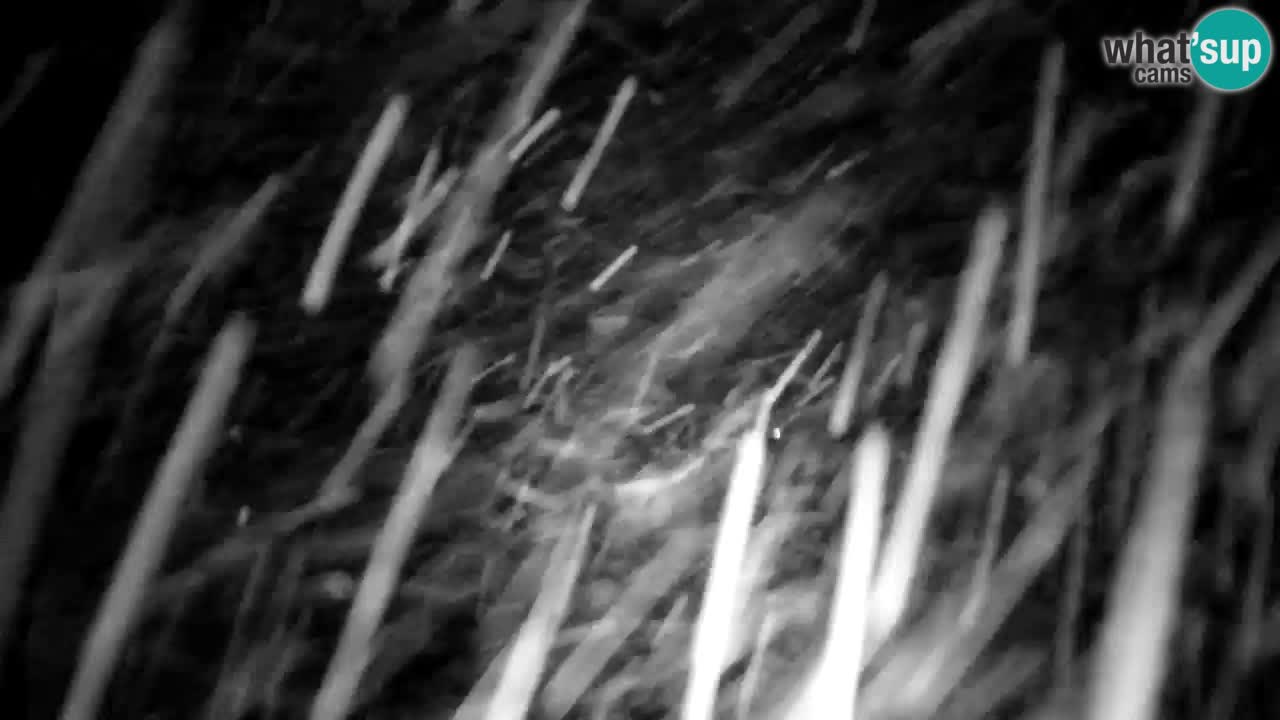 Webcam Lukanja – Pohorje houses a Water village