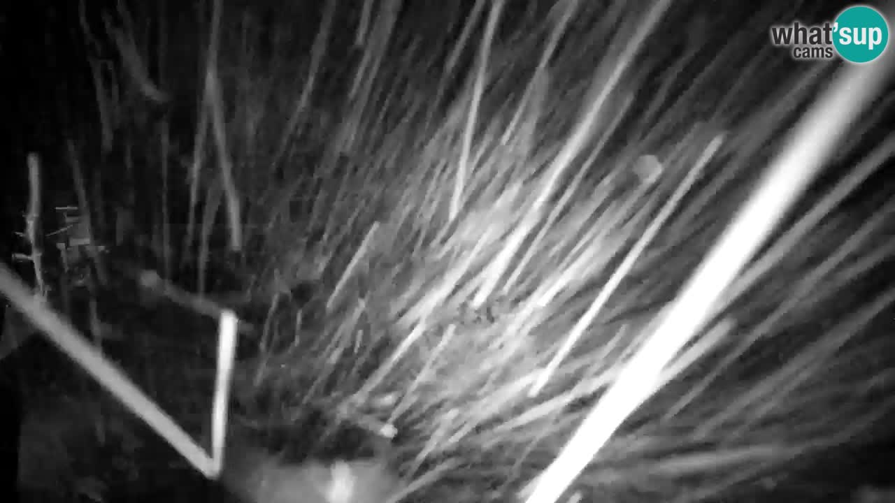 Webcam Lukanja – Pohorje houses a Water village