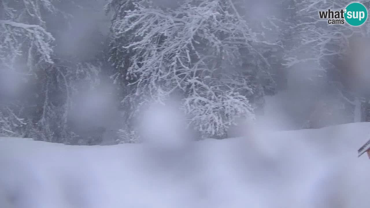 Webcam Lukanja – Water Village | Pohorje Houses