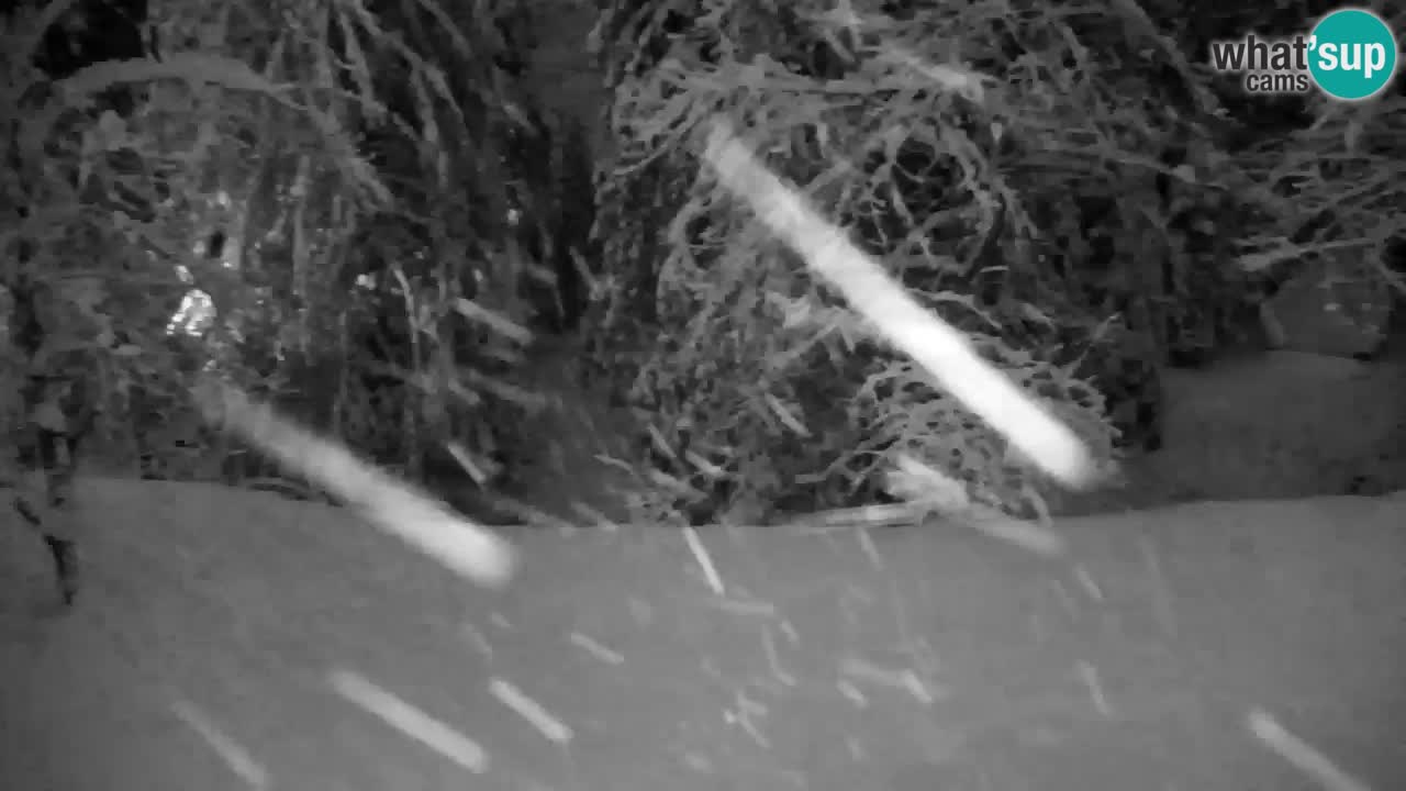 Webcam Lukanja – Water Village | Pohorje Houses