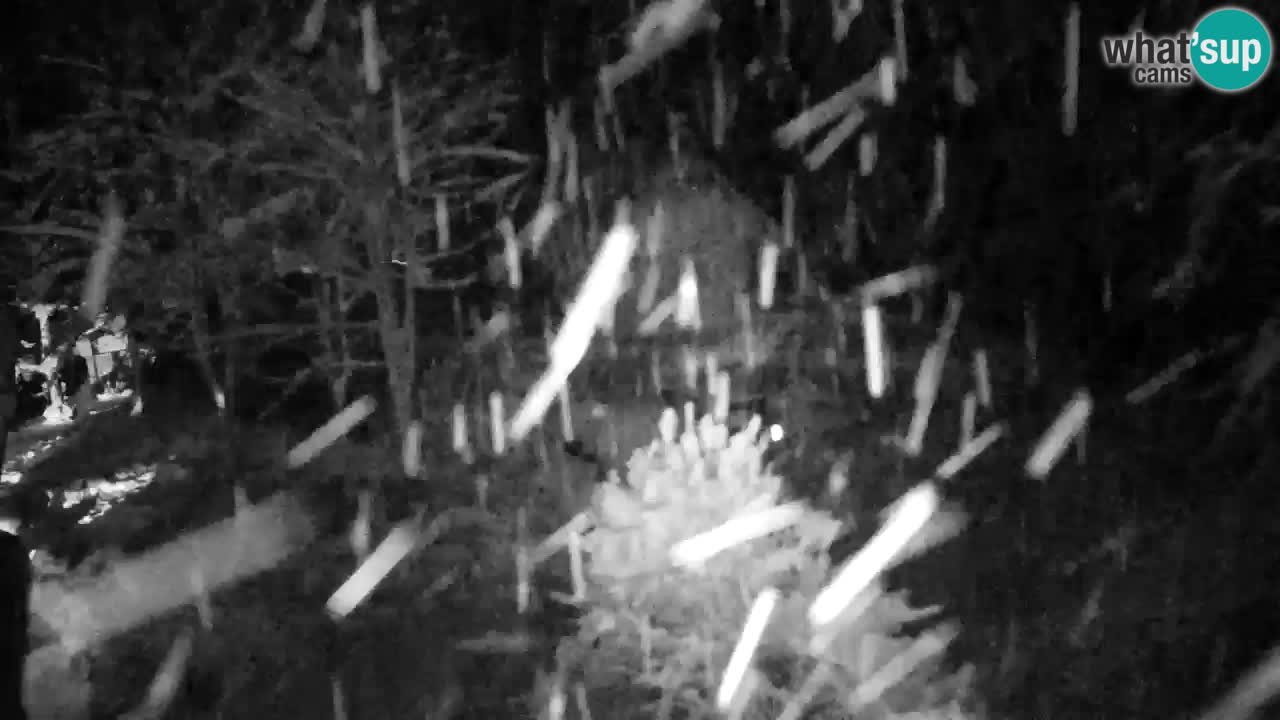 Webcam Lukanja – Water Village | Pohorje Houses