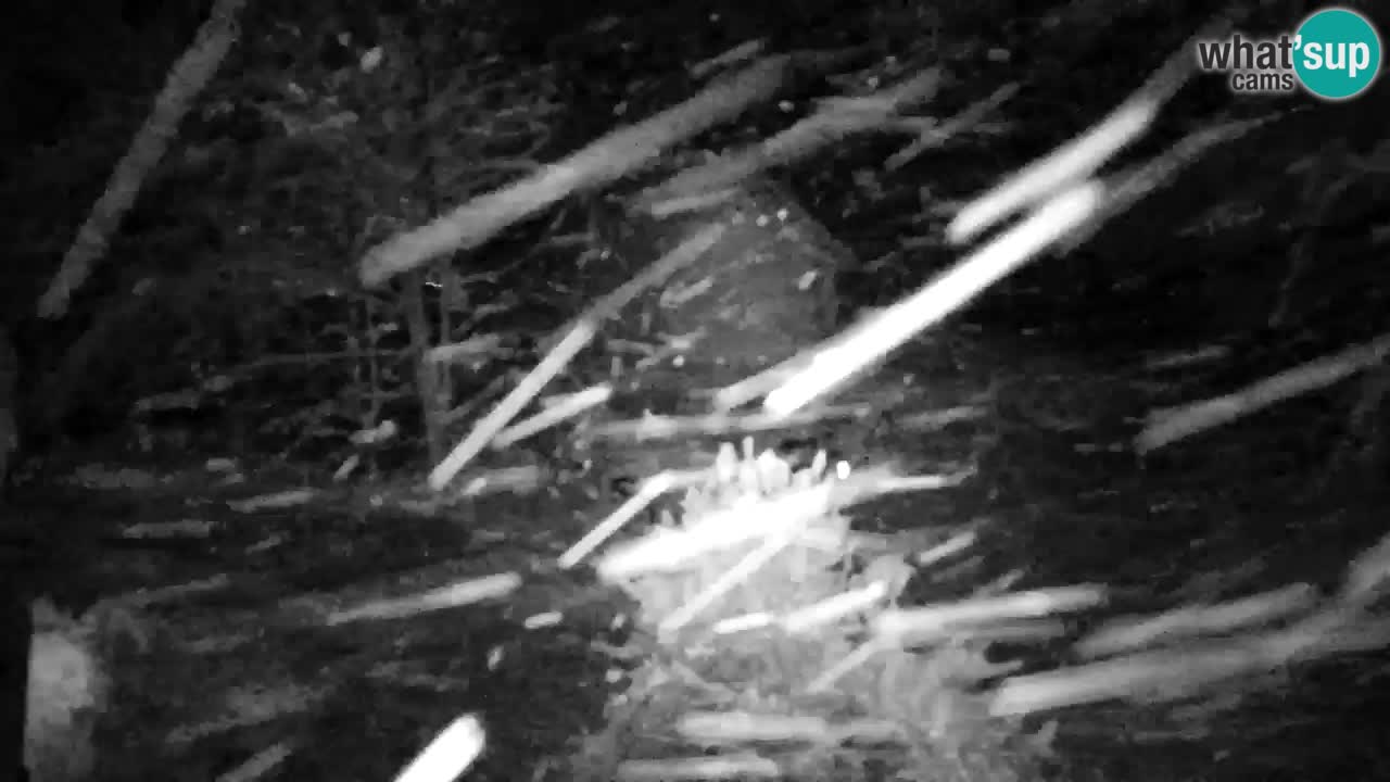 Webcam Lukanja – Pohorje houses a Water village