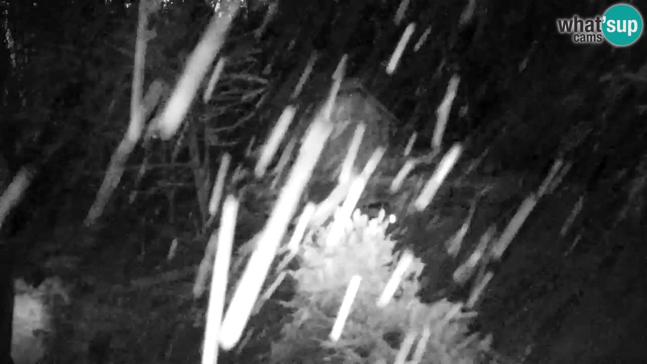 Webcam Lukanja – Water Village | Pohorje Houses