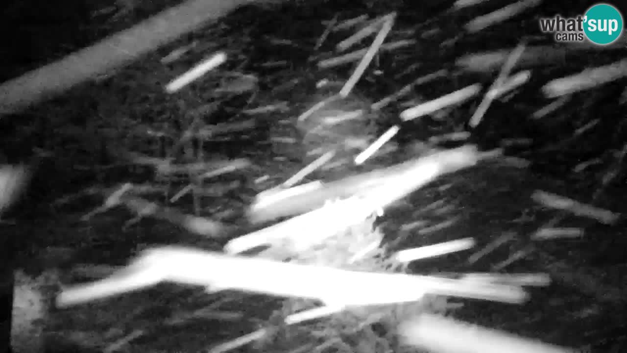 Webcam Lukanja – Water Village | Pohorje Houses