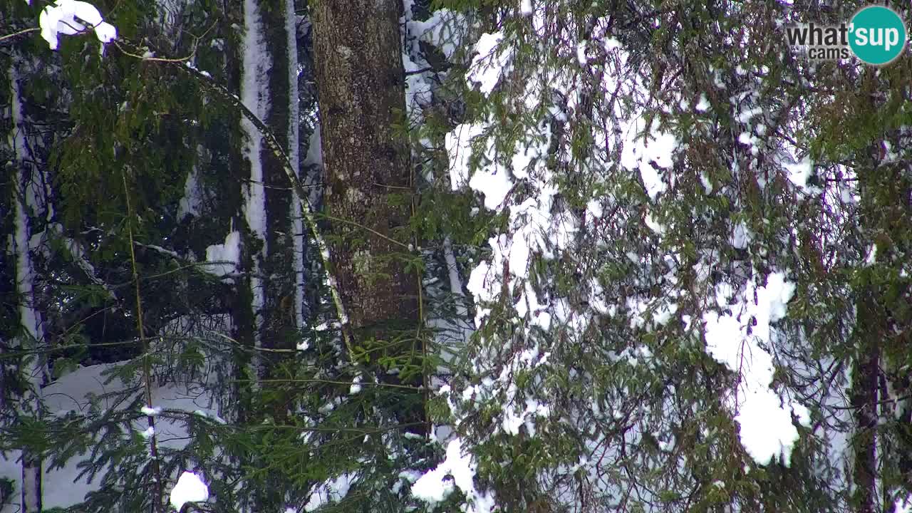 Spletna kamera Lukanja – Water Village | Pohorje Houses