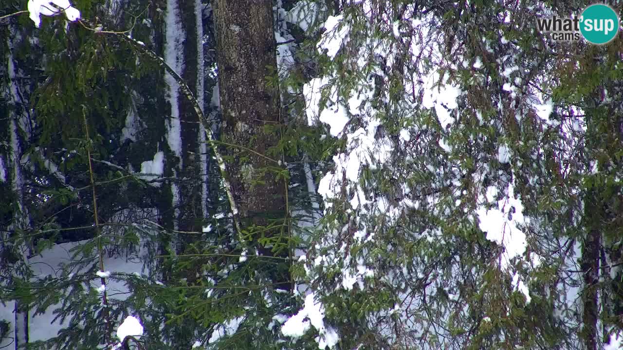 Web kamera Lukanja – Water Village | Pohorje Houses