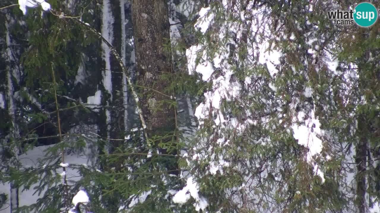 Webcam Lukanja – Pohorje houses a Water village
