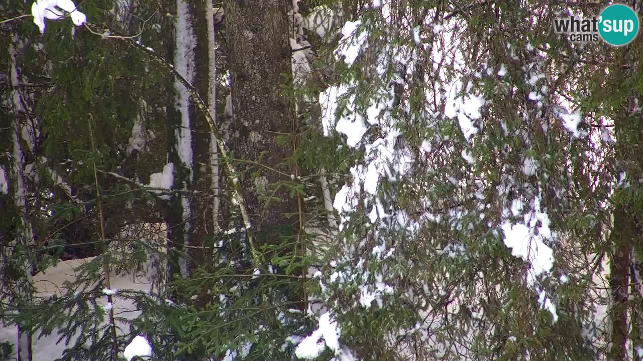 Webcam Lukanja – Water Village | Pohorje Houses