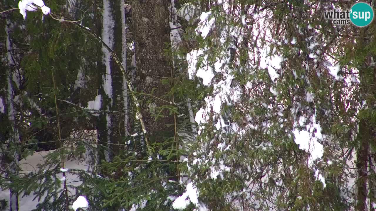 Web kamera Lukanja – Water Village | Pohorje Houses