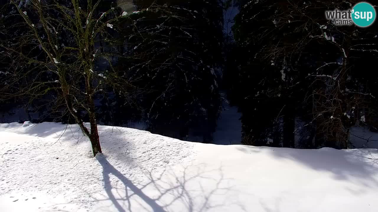 Webcam Lukanja – Water Village | Pohorje Houses