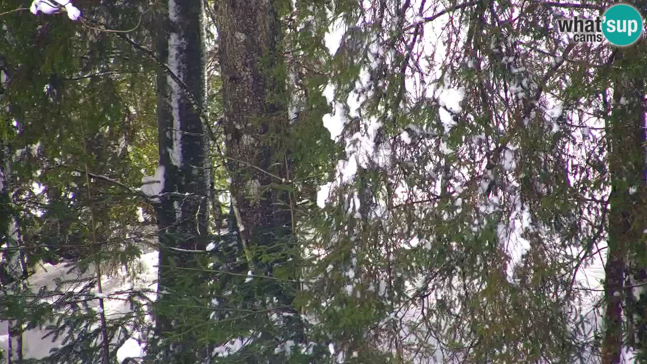 Webcam Lukanja – Pohorje houses a Water village