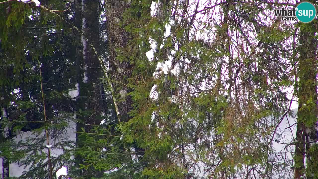 Webcam Lukanja – Pohorje houses a Water village