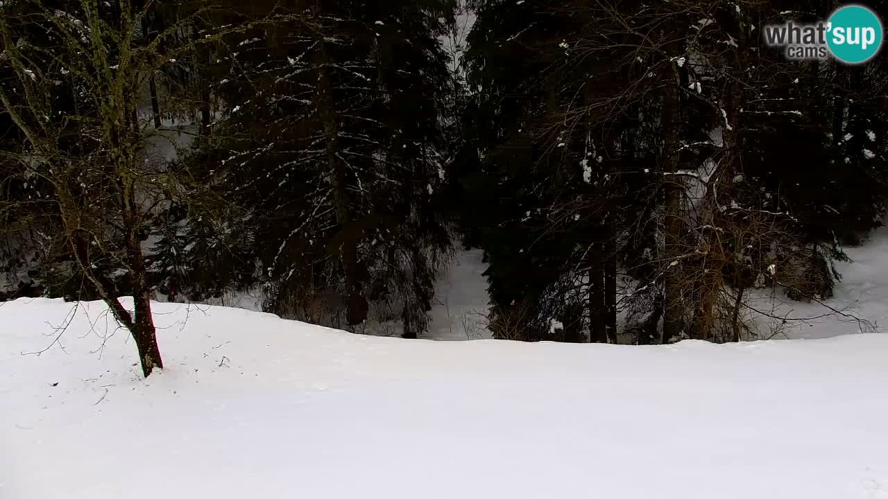 Webcam Lukanja – Water Village | Pohorje Houses