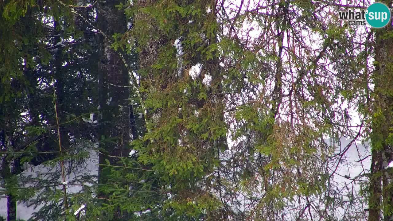 Spletna kamera Lukanja – Water Village | Pohorje Houses