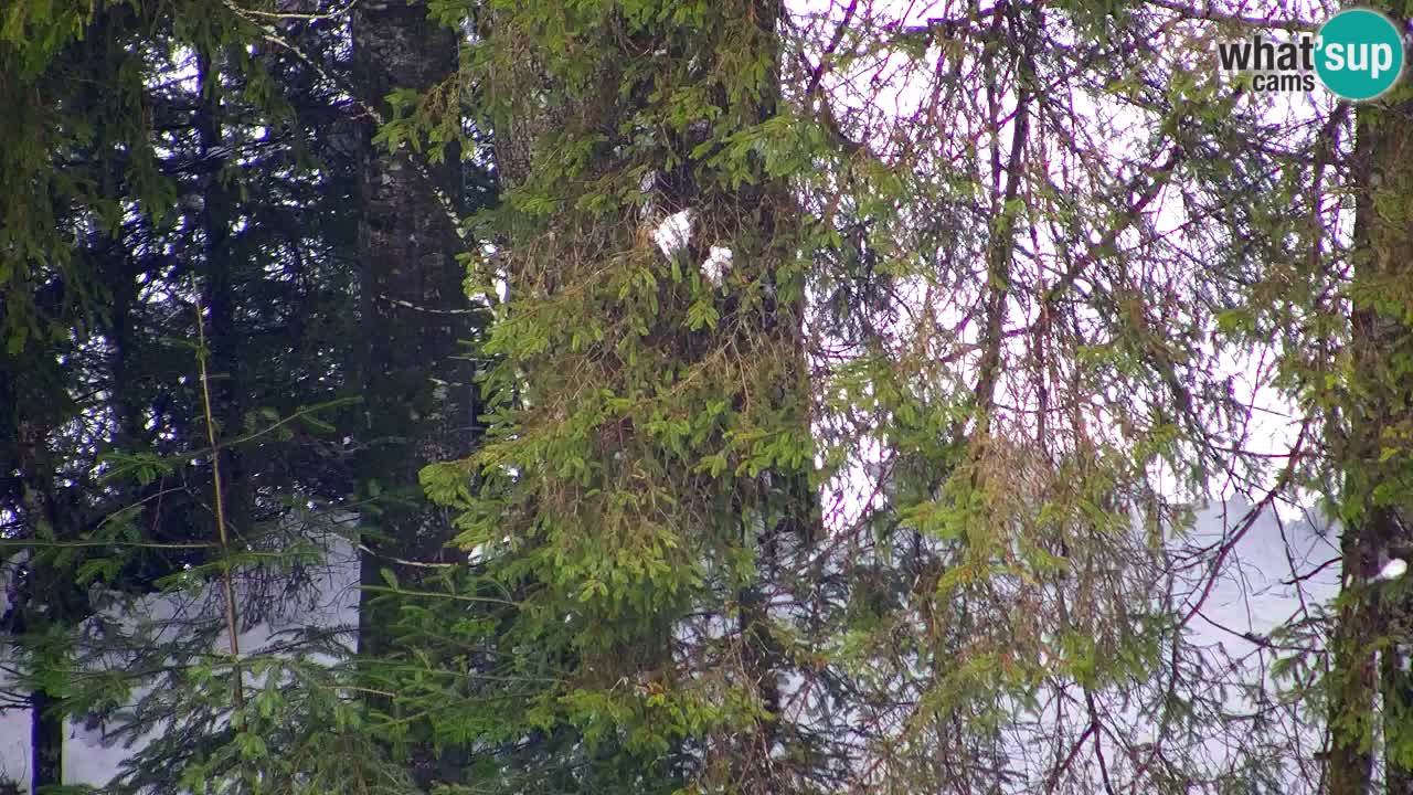 Web kamera Lukanja – Water Village | Pohorje Houses