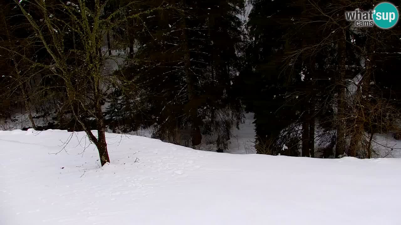 Web kamera Lukanja – Water Village | Pohorje Houses