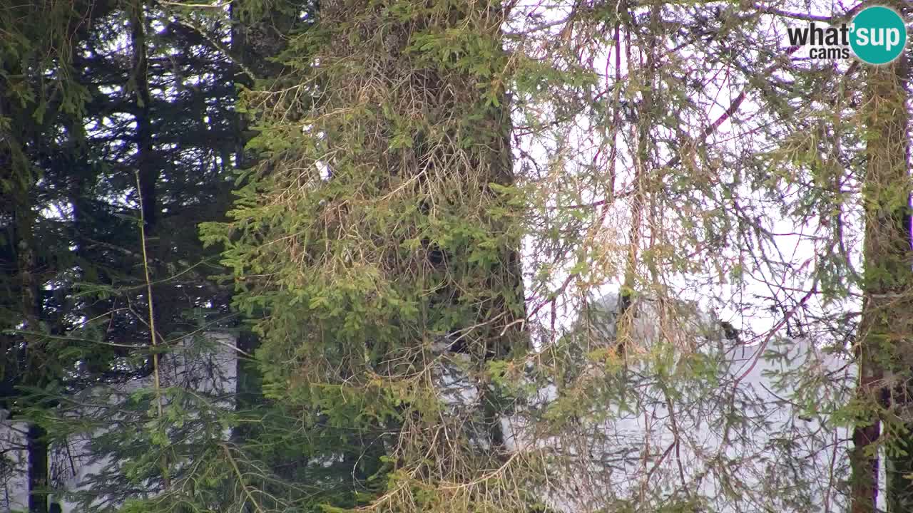 Webcam Lukanja – Pohorje houses a Water village