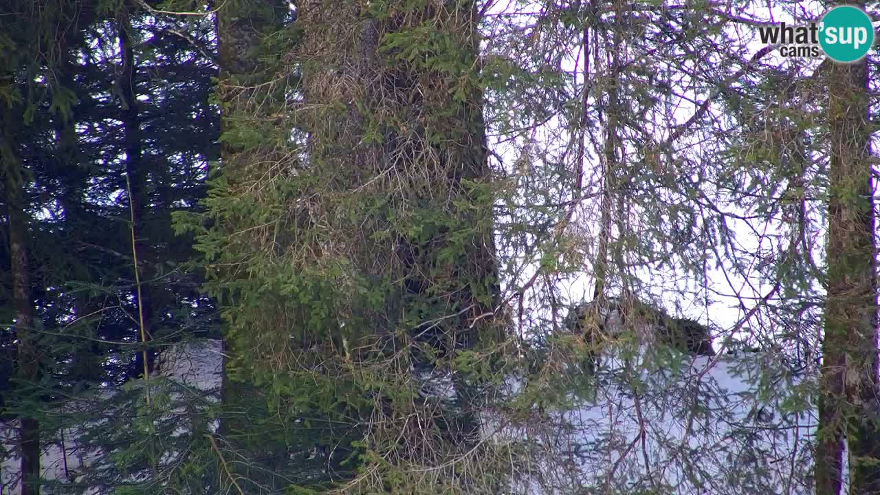 Web kamera Lukanja – Water Village | Pohorje Houses