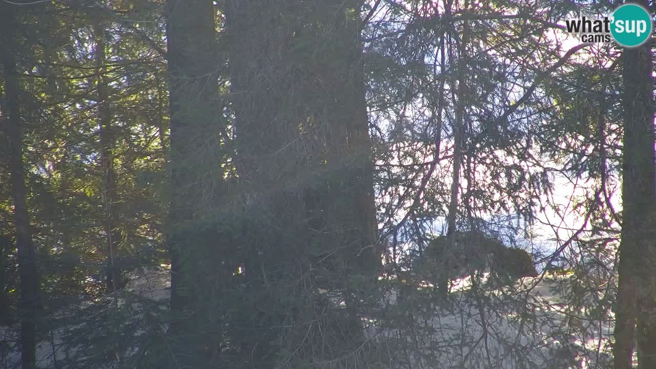 Webcam Lukanja – Water Village | Pohorje Houses