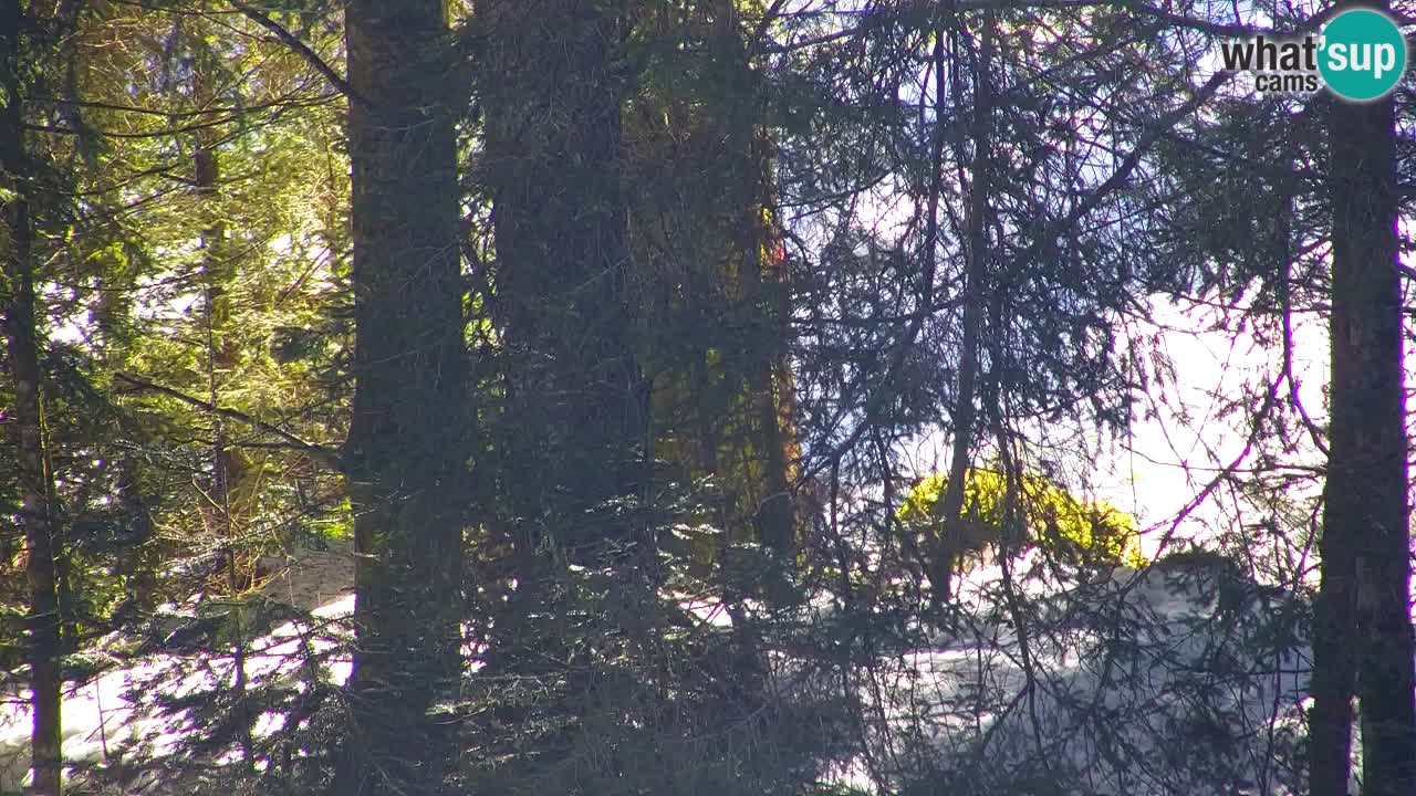 Spletna kamera Lukanja – Water Village | Pohorje Houses