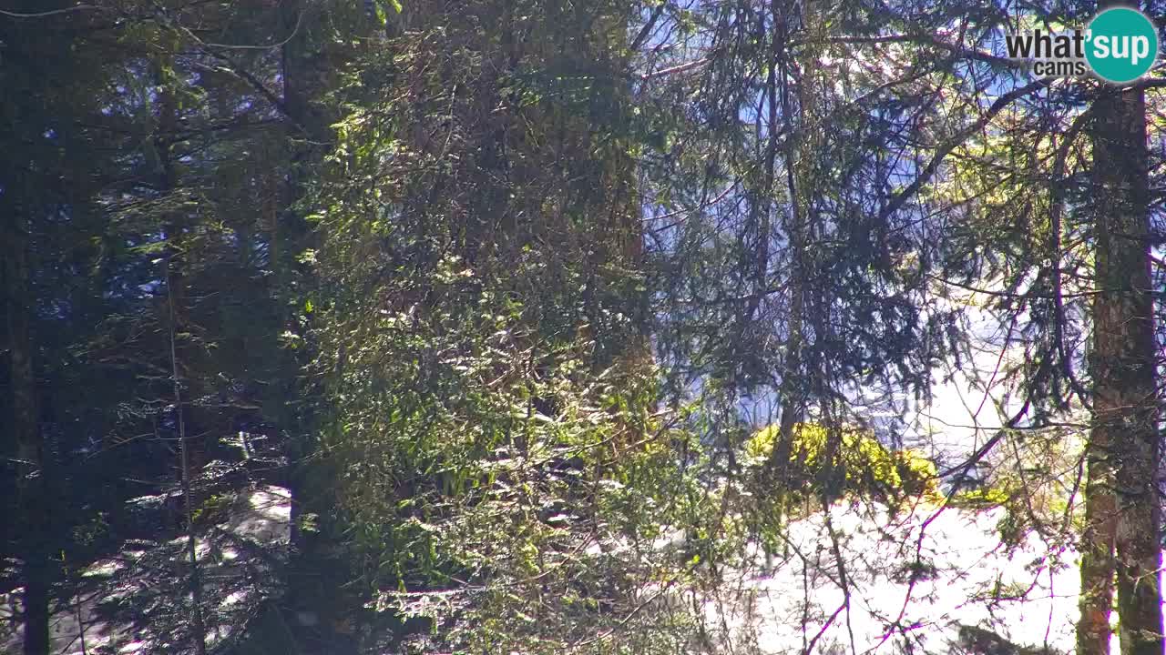 Webcam Lukanja – Water Village | Pohorje Houses