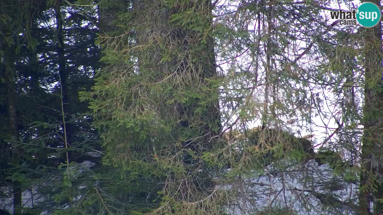 Webcam Lukanja – Water Village | Pohorje Houses