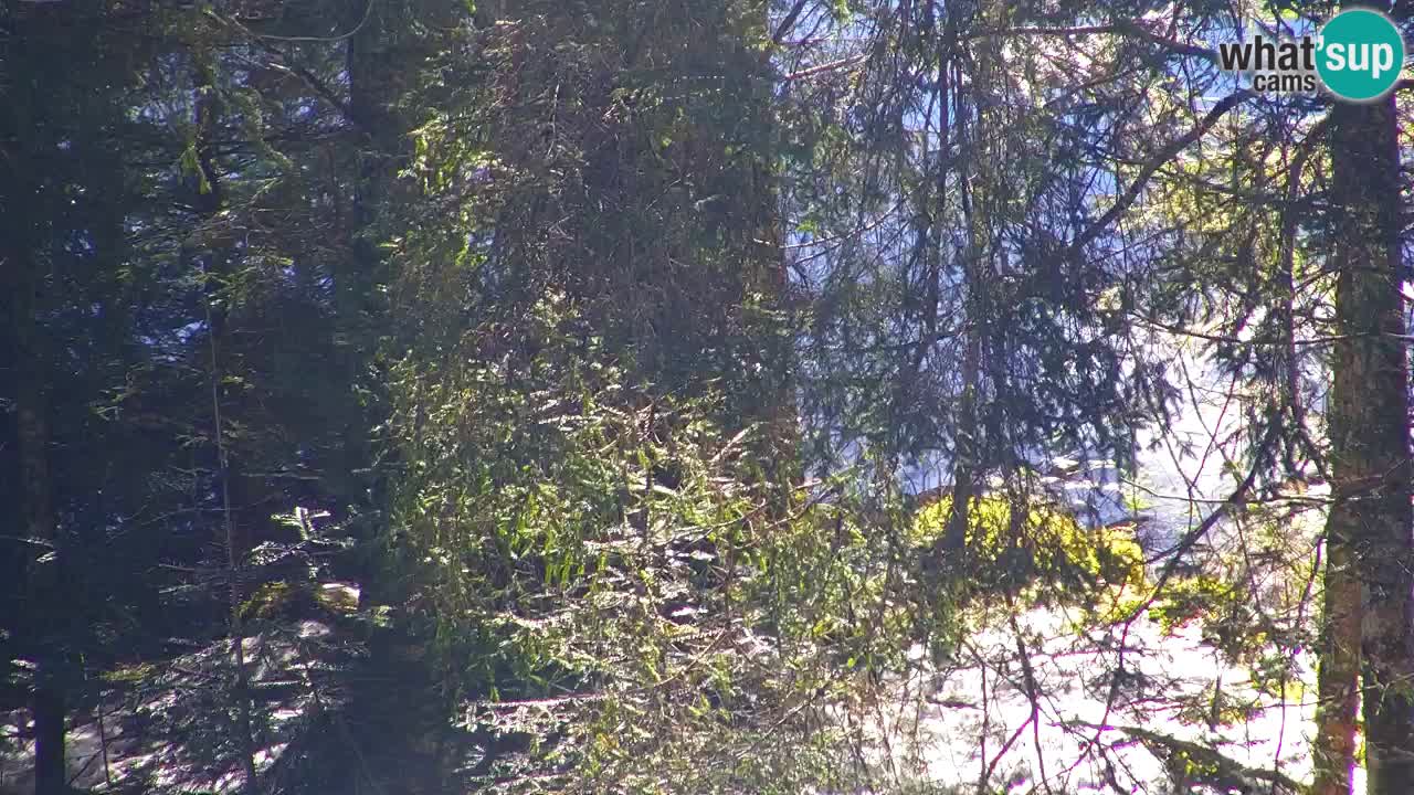 Webcam Lukanja – Water Village | Pohorje Houses