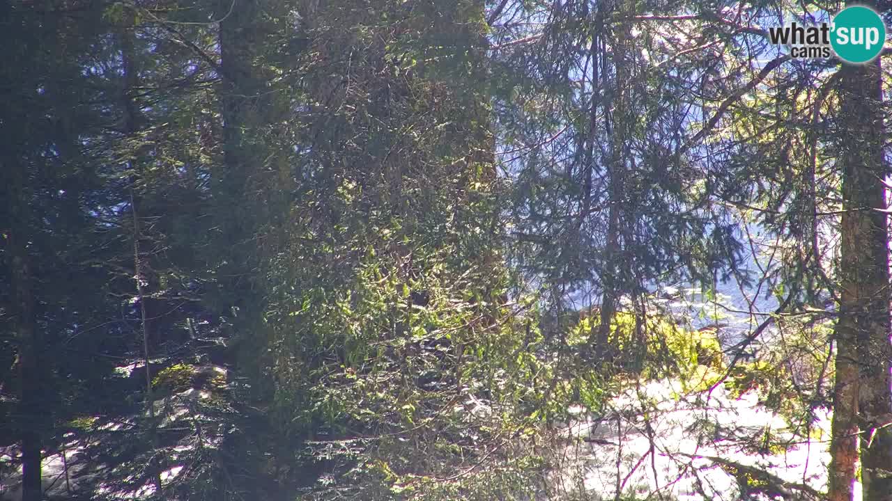 Webcam Lukanja – Water Village | Pohorje Houses