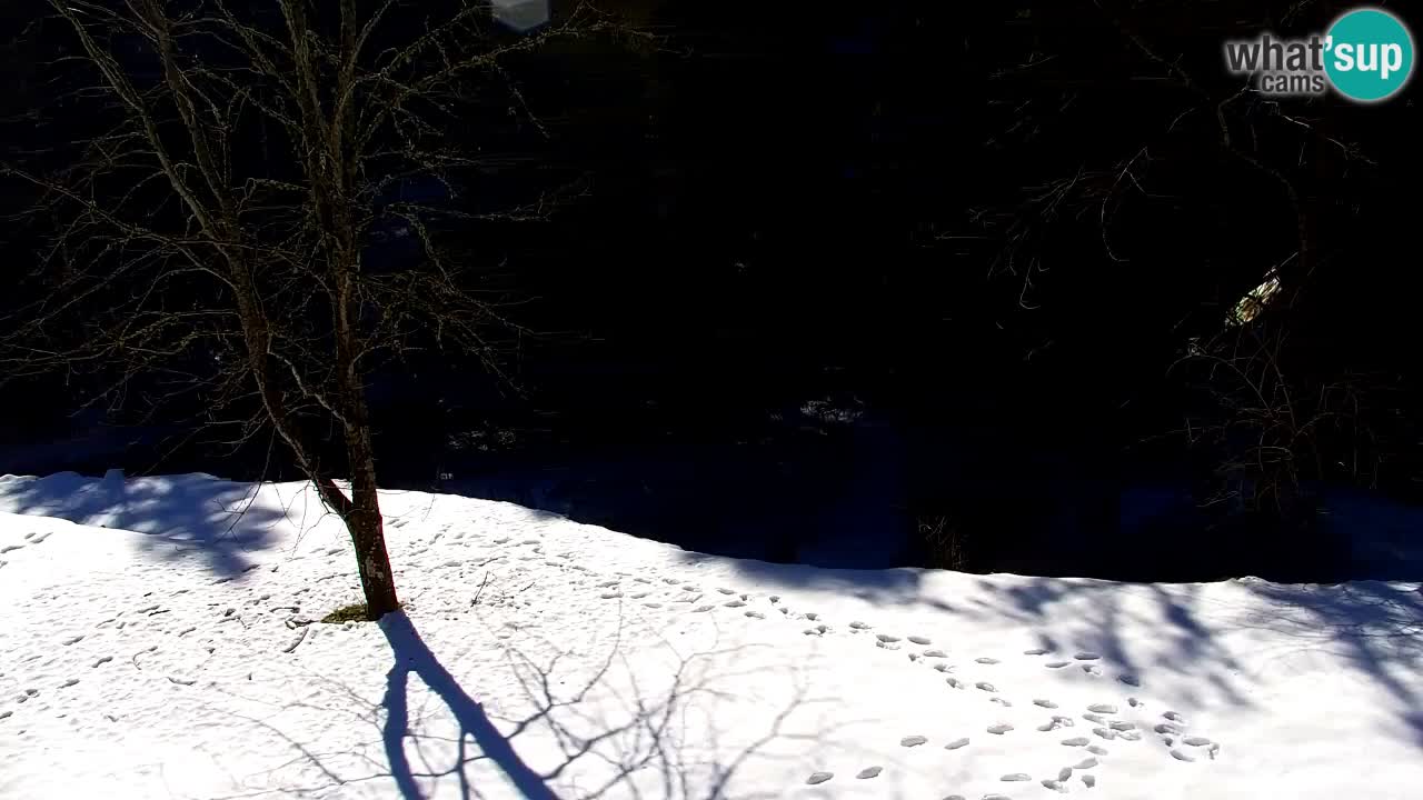 Webcam Lukanja – Water Village | Pohorje Houses