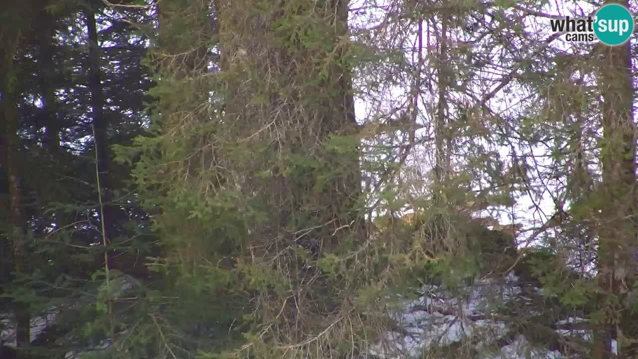 Webcam Lukanja – Water Village | Pohorje Houses