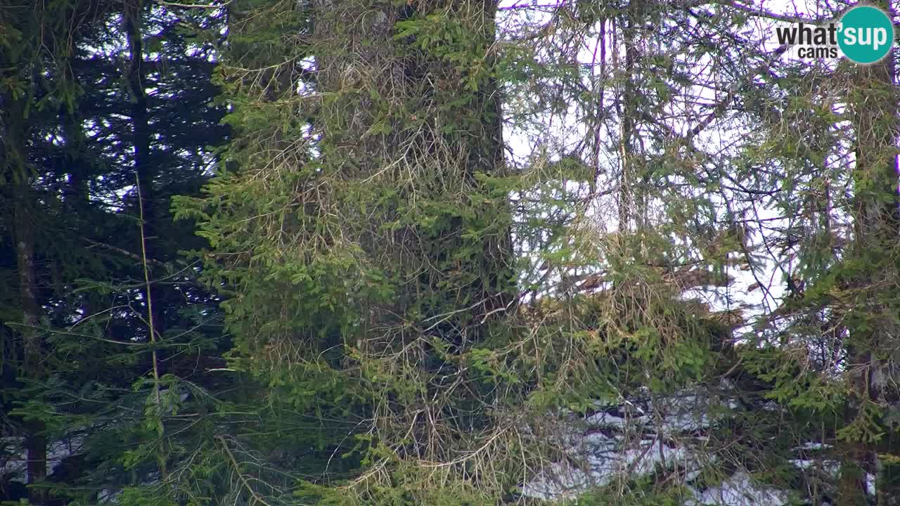 Webcam Lukanja – Water Village | Pohorje Houses